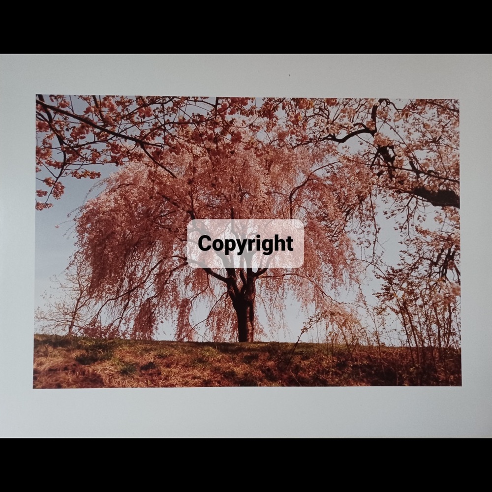 Country 2 Tree Photo Sale